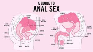 Anal sex healthy guide to sex