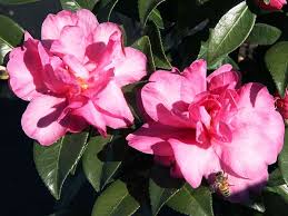 William Lanier Hunt Camellia Http Www Bloomingandbeautiful Com William Lanier Hunt Camellia P1938 Aspx Red Roses Plants S Williams