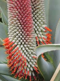 Image result for Aloe veseyi