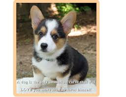 The most common puppy gift box material is metal. Cute Welsh Corgi Puppy Dog Refrigerator Tool Box Magnet Gift Card Insert In 2021 Welsh Corgi Puppies Cute Animals Puppies