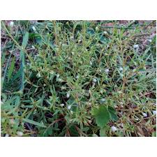 Image result for Oldenlandia herbacea