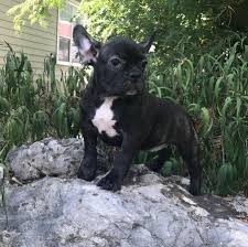 Black And White Brindle French Bulldog Akc Bundt Cake Mini Female Brindle And White French Bulldog Puppy 14 To 20 Bs Companion 2000 00 Frenchie Brindle French Bulldog French Bulldog Bulldog
