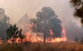 Incendio forestal sin control en parque isla de salamanca afecta sectores de barranquilla. Se Reporta Fuerte Incendio Forestal En La Malinche