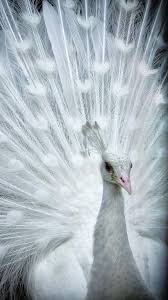 Birds That Can T Fly Far Pin De Laura Em Art Pavao Albino Pavao Misterioso Passaros