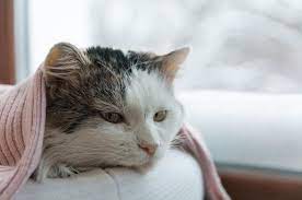 Treatment Of Pets With Kidney Disease Guided By Specialists Figo Pet Insurance