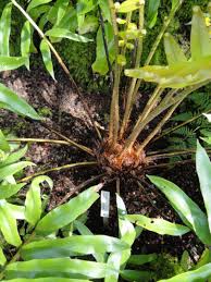 Image result for Blechnum tabulare