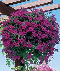 How to save petunia seeds. How To Grow Petunias Gardening Tips And Advice Annual Flowers At Burpee Com