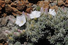 Image result for Convolvulus aschersonii