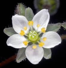 Image result for Spergula