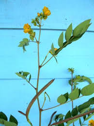 Image result for Senna occidentalis