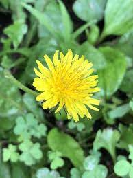 Dandelion Plant Photography Nature Photography Flowers Photography
