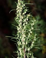Image result for Dewildemania filifolia