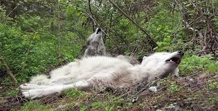 This resonant cry is also used during hunting to warn. Can Wolves Howl And Relax At The Same Time The Kid Should See This