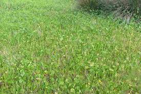 Image result for Hydrocotyle bonariensis