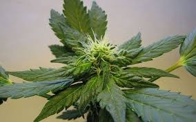 Return madison's phone madison left her. Irish Political Party Plans To Introduce Cannabis Legislation Next Year