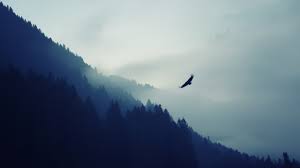 Available in hd, 4k resolutions for desktop & mobile phones. Wallpaper Forest 5k 4k Wallpaper Fog Eagle Landscape Wallpaper Nature 3441