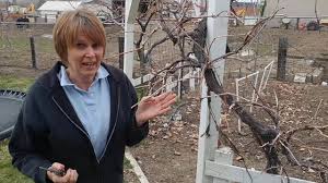 Image result for pruning grapes on a pergola