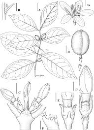 Image result for Coffea schliebenii