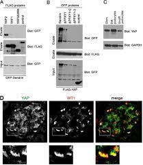 Ryan yap, the managing partner of the firm, started of as a young paralegal executive with messrs. Yes Associated Protein Yap Promotes Cell Survival By Inhibiting Proapoptotic Dendrin Signaling Journal Of Biological Chemistry