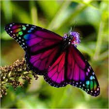 The butterfly is from peru south america. Beautiful Purple Real Butterfly Images Novocom Top