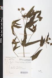 Image result for Aspilia kotschyi