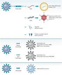 Check spelling or type a new query. Sars Cov 2 Vaccines In The Pandemic Era Military Medical Research Full Text