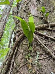 Image result for Bulbophyllum longiflorum