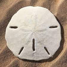 Real estate development project manager elli is sent by her company to acquire. Sand Dollar Photograph By Mike Mcglothlen