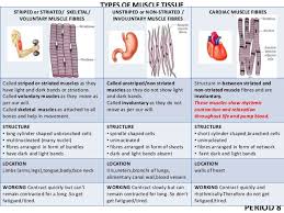 Interactive eukaryotic cell model cells alive. Comparison Between Structural Cardiac And Smooth Muscles Pdf