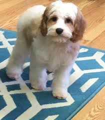 Cavapoo puppies are relaxed, snuggly house pets that get along with children! Best Cavapoo Breeders