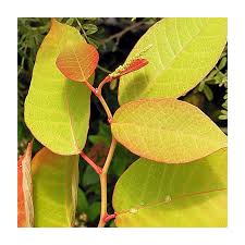 Image result for Sapium