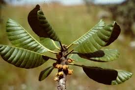 Image result for Uapaca robynsii