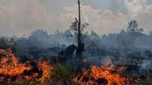 Lembaga sumber asli dan alam sekitar sarawak (nreb) telah. Jerebu Serang Penduduk Miri