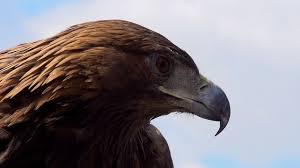 Ausgerüstet mit spektiv und fernglas eröffnet sich der lebensraum von steinbock, gams, murmeltier, steinadler und bartgeier. Wandern Mit Dem Steinadler Die Post