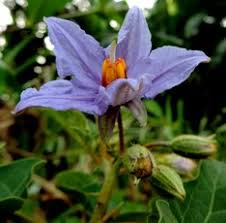 Image result for Pycreus mundtii