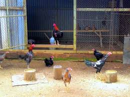 Check spelling or type a new query. 82 Foto Desain Kandang Umbaran Ayam Bangkok Yang Bisa Anda Contoh