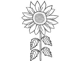 15 gambar sketsa bunga dari pensil yang mudah dibuat. 10 Sketsa Gambar Bunga Matahari Server Gambar