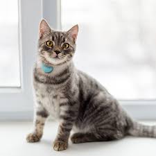 With location and activity tracking, these wearable trackers and collars can help make sure your dog or cat is both safe and healthy. Why Should I Be Using A Cat Tracker Collar For My Cat