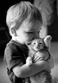 Sign In Cute Animals Animals Cute Cats