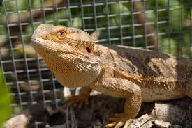 If you prefer to be more realistic, you can make a diy green jungle for your lovely bearded dragons. How Long Does A Bearded Dragon Live Lifespan Guide Pet Keen