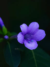 Image result for Barleria cristata