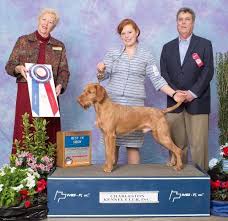 Vizsla puppies for sale virginia. Wirehaired Vizslas Best Beginner Puppy In Show 4 Months To 6 Months Top Winning Wirehaired Vizsla Puppies A Tribute To Wirehaired Vizsla Puppies Making History Wirehaired Vizsla Registry Jayney S Creative Works Jcw