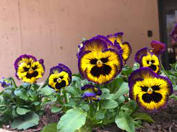 We did not find results for: 50 Pansy Varieties And How To Care For Them Gardening