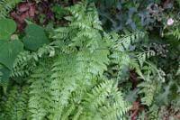 Image result for Microlepia speluncae