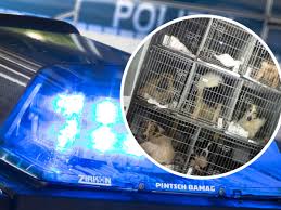 Jul 19, 2021 · polizei köln. Leverkusen Nrw Tierqualerei Hunde In Transporter Eingesperrt Nrw
