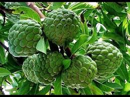 Health Benefits Of Custard Apple ச த பழத த ன நன ம கள பயன கள Youtube