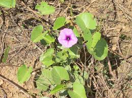 Image result for Ipomoea macrosepala
