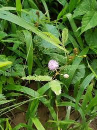 Image result for Rhynchosia procurrens