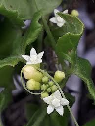 Image result for Zehneria tridactyla