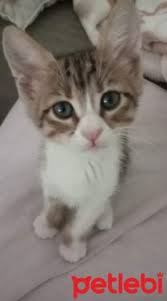 Petlebi Com On Twitter Izmir Kedi Izmir Karsiyaka 2 5 Aylik Yavru Kediler Disi Erkek Omurluk Sicak Yu Https T Co 5fdpzchadv